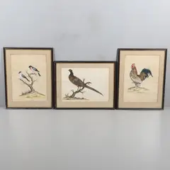 Pheasant; Bullfinches by William Hayes, etchings with hand colouring, sold Sep 2024