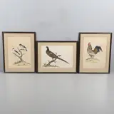 William Hayes, Pheasant; Bullfinches, etchings with hand colouring