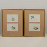 George Edward Lodge, Teal; Quail; Lapwing; Woodcock