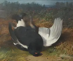 Abel Hold, A Fallen Black Grouse