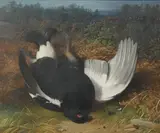 Abel Hold, A Fallen Black Grouse