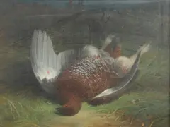 Abel Hold, Shot Grouse