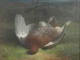 Abel Hold, Shot Grouse