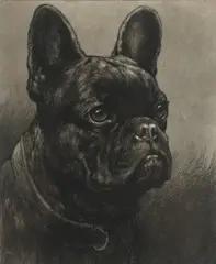 Herbert Dicksee, French Bulldog, Etching