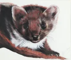 Alfred De Wiary, Pine Marten (2); Pine Marten In Winter Coat; Head Of A Thoroughbred; Head Of A Lynx, watercolour and bodycolour
