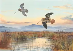 John Cyril Harrison, Against The Sunset (Snipe)