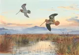John Cyril Harrison, Against The Sunset (Snipe)