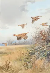 John Cyril Harrison, Low Over The Hedge (Partridges)
