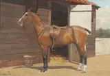 F. M. Hollams, Bay Hunter By A Stable