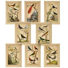 HISTOIRE NATURELLE DES OISEAUX (pls. 32, 33, 34, 39, 41, 42, 43, 44) by François Nicolas Martinet, engravings with hand colouring, sold Jan 2023