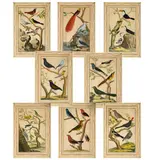 François Nicolas Martinet, HISTOIRE NATURELLE DES OISEAUX (pls. 32, 33, 34, 39, 41, 42, 43, 44), engravings with hand colouring