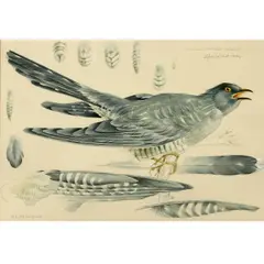 Mildred E. Eldridge, Cuculus Canorus Canorus