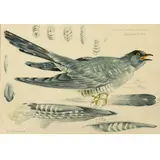 Mildred E. Eldridge, Cuculus Canorus Canorus