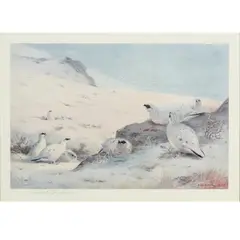 Archibald Thorburn, Seven Signed Prints