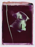 Steven Haberland, 2 Bll.: Callablüten, Colour photography