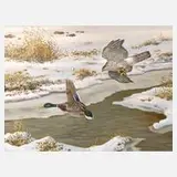 Friedrich Reimann, Habicht eine Stockente jagend, Öl auf Hartfaserplatte