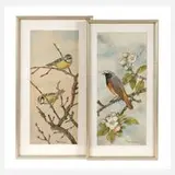 Friedrich Reimann, Zwei Vogeldarstellungen Frühling, Aquarelle über Bleistiftvorzeichnungen