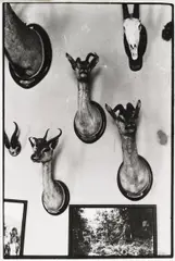 "Trophies" by Zoe Leonard, Gelatinesilberabzug auf Agfa-Papier, sold Nov 2015