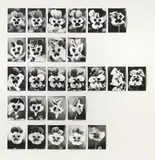 Jochen Lempert, Auktion 405, Los 1021, 1999-2002, Gelatinesilberabzüge