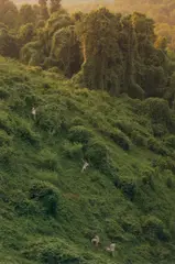 Ryan McGinley, Kudzu, 2014, Chromogenic print, face-mounted to Plexiglas