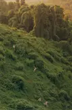 Ryan McGinley, Kudzu