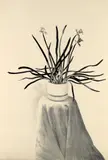 David Hockney, Potted Daffodils, 1980, Lithograph, on cream Rives BFK paper, the full sheet