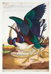Compromised by Walton Ford, 2003, Etching with aquatint and drypoint in colors, on Somerset Satin paper, with full margins, sold Jul 2020