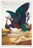 Walton Ford, Compromised, 2003, Etching with aquatint and drypoint in colors, on Somerset Satin paper, with full margins