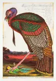 Walton Ford, Benjamin's Emblem, 2000, Etching with aquatint and drypoint in colors, on Somerset Satin paper, with full margins