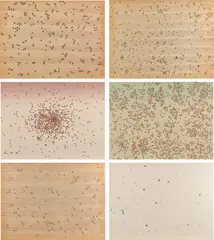 Insects by Ed Ruscha, 1972, The complete set of six screenprints in colors, three on paper-backed wood veneer and three on Fabriano paper, the full , sold Jul 2020