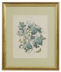 William Forsell Kirby, Untitled, 'European Butterflies and Moths' a set of twelve botanical lithograph prints