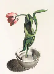 Charles Sheeler, Tulip, 1922, mixed media on paper