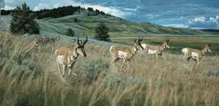 Rod Frederick, Wolf and pronghorn, 1981, oil on canvas