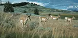 Rod Frederick, Wolf and pronghorn, 1981, oil on canvas
