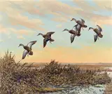 Roland Clark, Ducks in flight