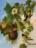 Joseph Bartholemew Kidd, Baltimore Oriole (after John James Audubon), oil on canvas