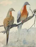 Louis Agassiz Fuertes, A pair of passenger pigeons accompanied by a second work (group of 2), first and second signed (lower right); second dated 'Dec 1-1907' (lower left)