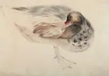 Morris Graves, Untitled (Bird), watercolor and gouache on paper laid down on paper