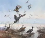 George Browne, Pintails in flight