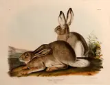 John James Audubon, Townsend's Rocky Mountain Hare (Pl. III), 1842, From the Bowen edition of The Viviparous Quadrupeds of North America, handcolored lithograph on heavy wove paper