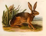 John Woodhouse Audubon, California Hare (Pl. CXII), 1847, From the Bowen edition of The Viviparous Quadrupeds of North America, handcolored lithograph on heavy wove paper