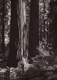 Ansel Adams, Redwoods, Richardson Grove, California, 1950s