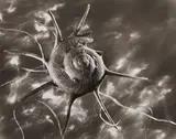 Ruth Bernhard, Star Shell, New York