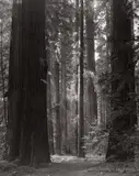 Redwood Grove, Northern California by Ansel Adams, 1964, Gelatin silver print, mounted on Hi-Art illustration board, sold Jul 2015