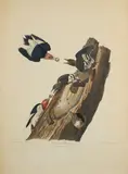 John James Audubon, Red-headed Woodpecker (Pl. 27), c. 1827, From the Havell edition of The Birds of America, handcolored edngraving with aquatint and etching on wove paper, laid down