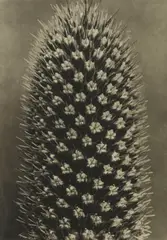 Karl Blosfeldt, 9 Plates, from Wunder in der Natur, 1942, Photogravures on wove paper, from the bound book published by H. Schmidt & C. Günther, Leipzig