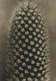 Karl Blosfeldt, 9 Plates, from Wunder in der Natur