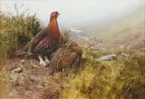 Rodger McPhail, A brace of grouse on the moors