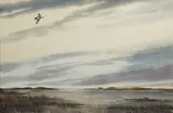 David Hagerbaumer, American widgeon, watercolor on paper
