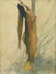 Thomas Aquinas Daly, Still life with a grey fox; Potter County camp;  Flight birds; Two Drakes (Broadbills); Brown Trout (group of 5)